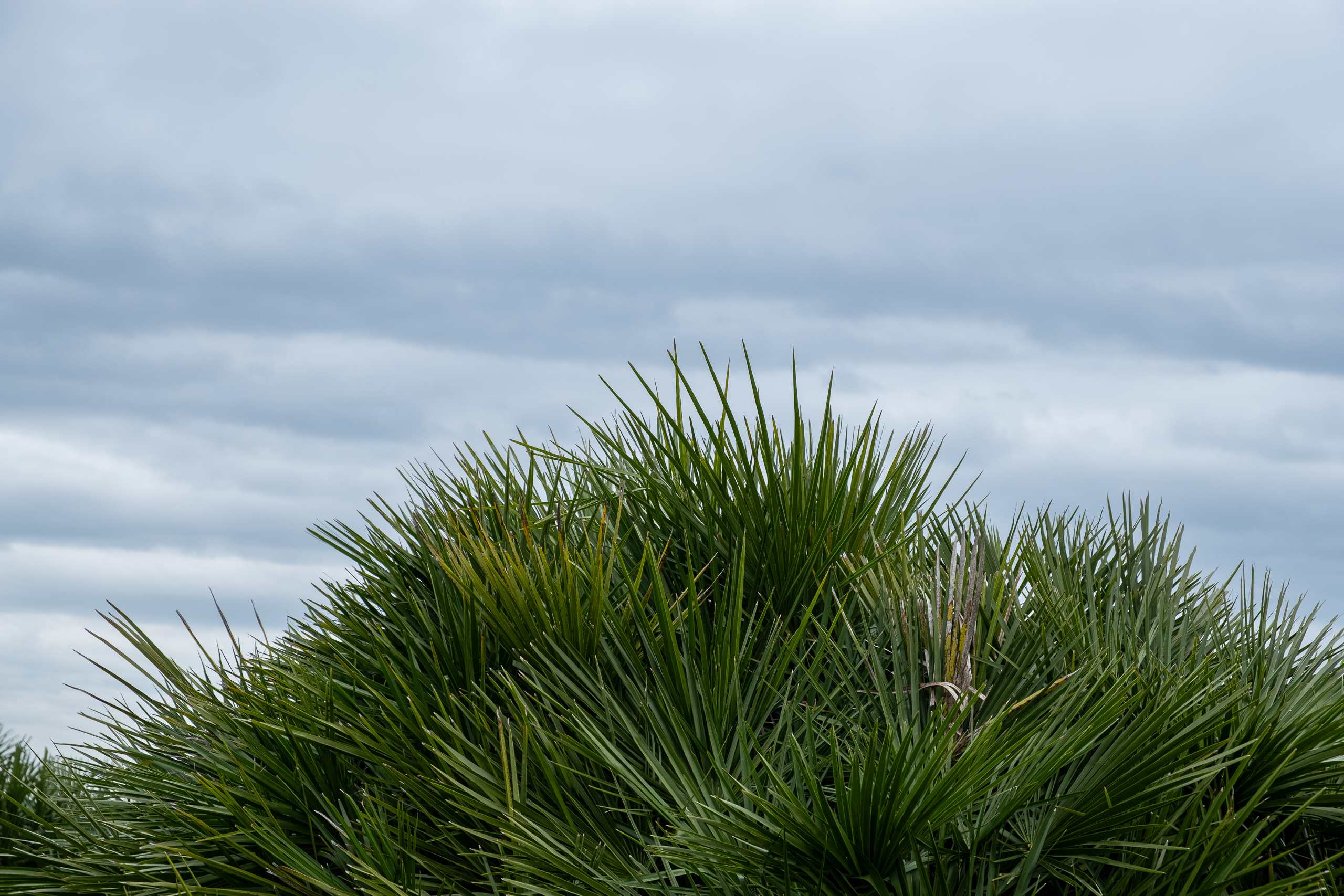Zwergpalme unter bedecktem Himmel